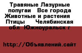 Травяные Лазурные попугаи - Все города Животные и растения » Птицы   . Челябинская обл.,Южноуральск г.
